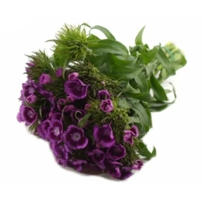 Karafiát BARBATUS SWEET WILL MAGENTA BICOLOUR