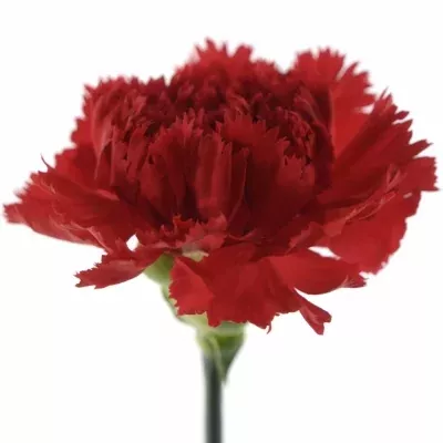 Karafiát ST CASANOVA 65cm