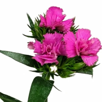 Karafiát PINK CRUSH GLOSS 50cm