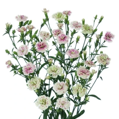 Karafiát RAFFINE ELEA 50cm/4+