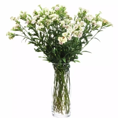 Karafiát RAFFINE ELEA 