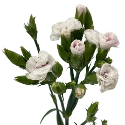 Karafiát RAFFINE LOIS 50 cm