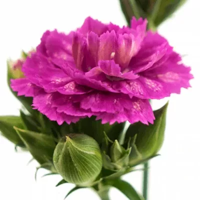 Karafiát RAFFINE LOLA 45cm/4+