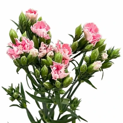 Karafiát RAFFINE PETIT AIMEE 45cm/4+