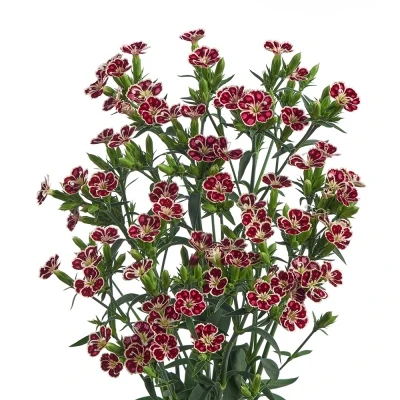 Karafiát RAFFINE PETIT FAYE 65 cm