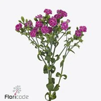 Karafiát RAFFINE PETIT JOLIE 45 cm