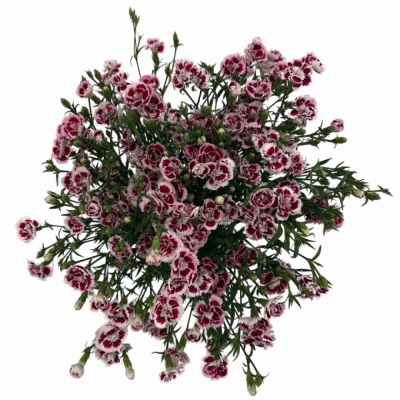 Karafiát RAFFINE SABA