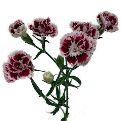 Karafiát RAFFINE SABA 65 cm