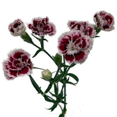 Karafiát RAFFINE SABA 65 cm