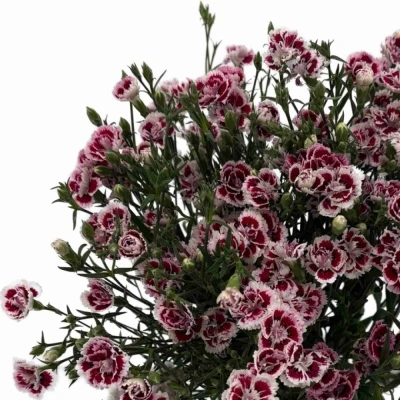 Karafiát RAFFINE SABA