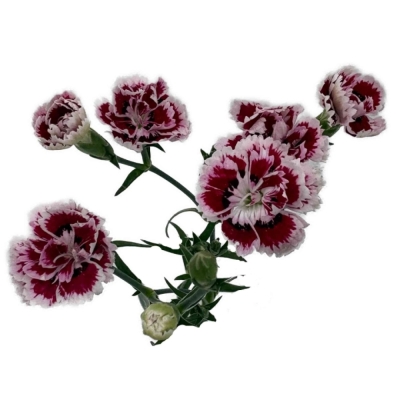 Karafiát RAFFINE SABA