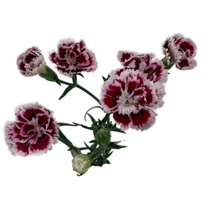 Karafiát RAFFINE SABA