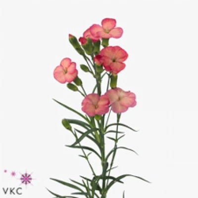 Karafiát SOLOMIO FEN 55cm/5+