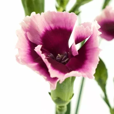 Karafiát SOLOMIO GIO 60cm/4+