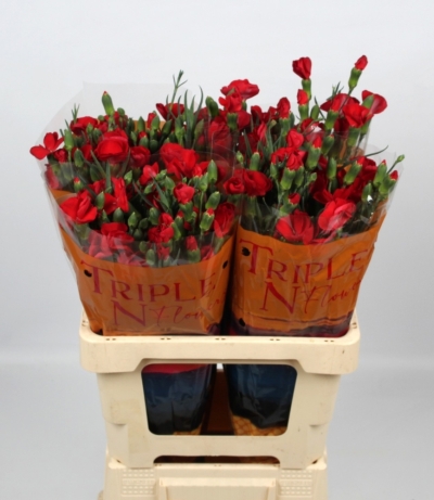 Karafiát SOLOMIO KAI 70 cm / 5+