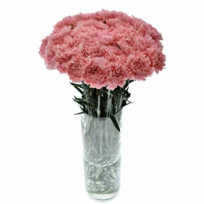 Karafiát ST ALCAZAR