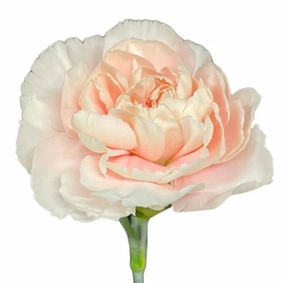 Karafiát ST ALTAIR 60cm