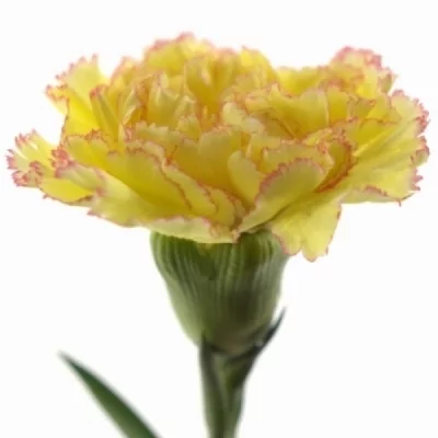 Karafiát ST ATEKA 60cm