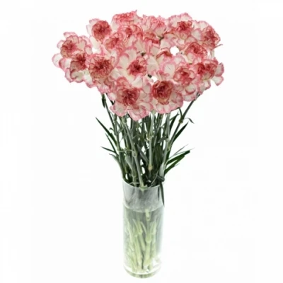 Karafiát ST BACARAT PINK