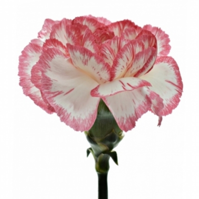 Karafiát ST BACARAT PINK 65cm