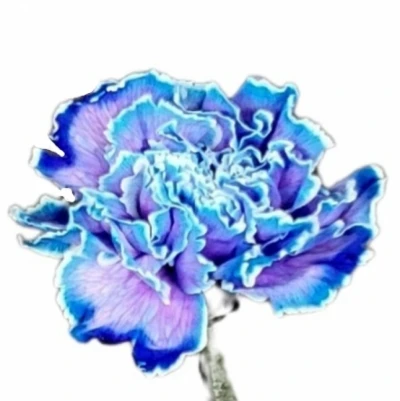 Karafiát ST BARVENÝ BLUE 60cm