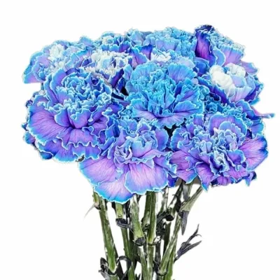 Karafiát ST BARVENÝ BLUE