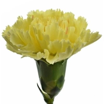 Karafiát ST BELLO+ 60 cm