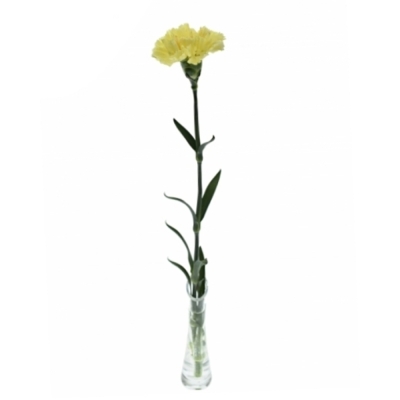 Karafiát ST BELLO+ 60 cm