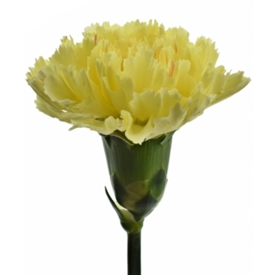 Karafiát ST BELLO+ 60 cm