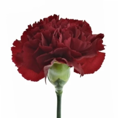 Karafiát ST BERG 60cm