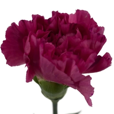 Karafiát ST BERNARD 65 cm