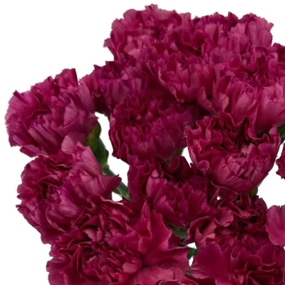 Karafiát ST BERNARD