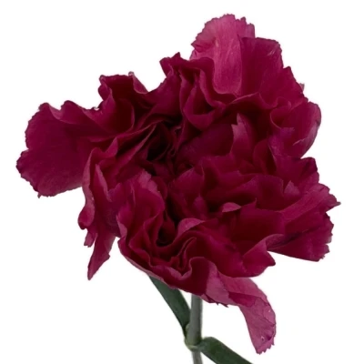 Karafiát ST BERNARD