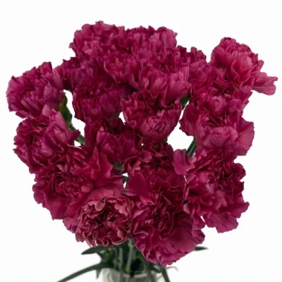 Karafiát ST BERNARD