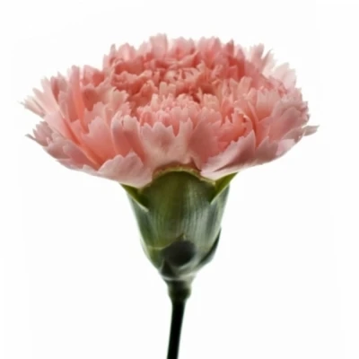 Karafiát ST BETSY 65cm