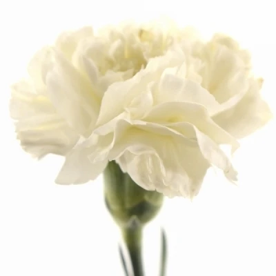 Karafiát ST BRAVA 60cm