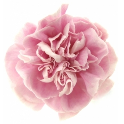 Karafiát ST BRIDAL DAMASCUS