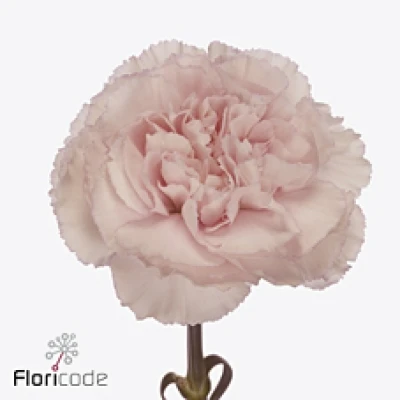 Karafiát ST BRIDAL DAMASCUS 55 cm