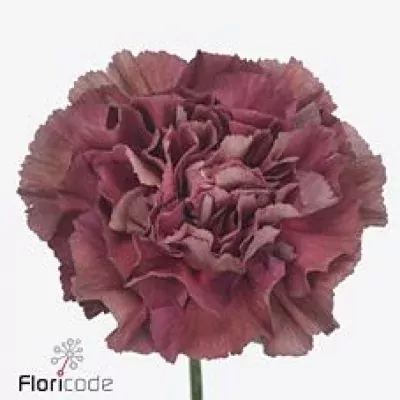 Karafiát ST BRONZE THRILL 70cm