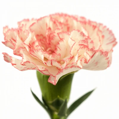 Karafiát ST CAROLA 65 cm