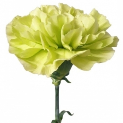 Karafiát ST CELTIC GREEN