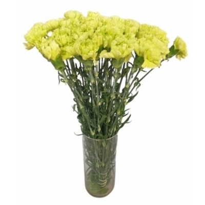 Karafiát ST CELTIC GREEN