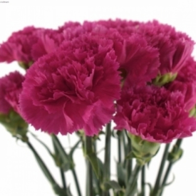 Karafiát ST CERISE RIMO