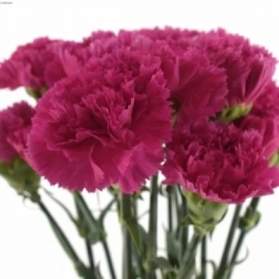 Karafiát ST CERISE RIMO