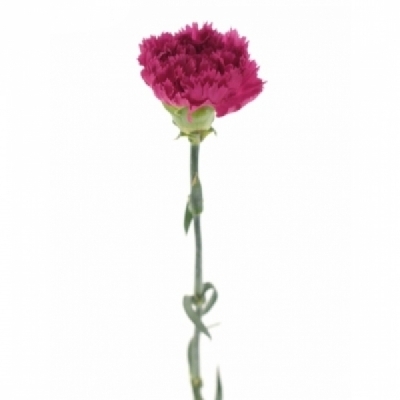 Karafiát ST CERISE RIMO