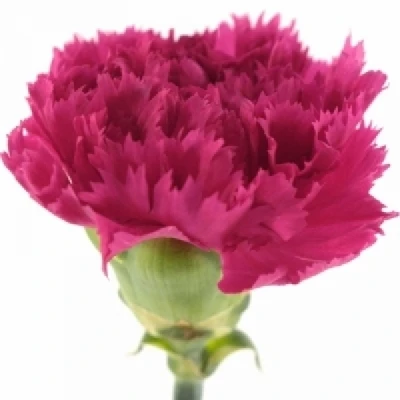 Karafiát ST CERISE RIMO 70 cm