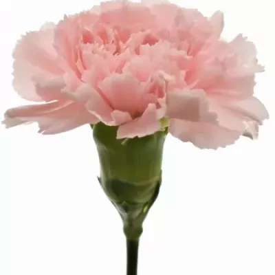 Karafiát ST CHARLOTTE 65cm