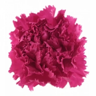 Karafiát ST CHERRY DAMASCUS