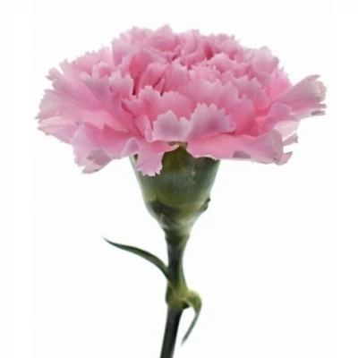 Karafiát ST CLEARWATER 65cm