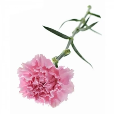 Karafiát ST CLEARWATER